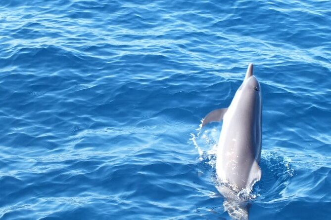 Dolphin & Whale Watching in Puerto Escondido - Ride Comfort and Group Size: Why the “Max 10” Matters