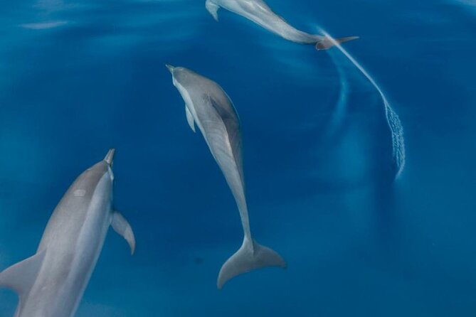 Dolphin & Whale Watching in Puerto Escondido - Price and Value: Is $65.57 a Smart Spend?