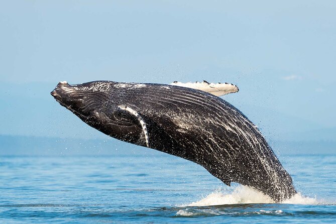 Dolphin & Whale Watching with Marine Biologists - Key highlights that matter in real life