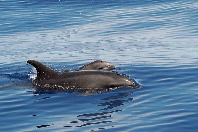 Dolphin & Whale Watching with Marine Biologists - The 8:00 am start, the small group, and why it changes your odds