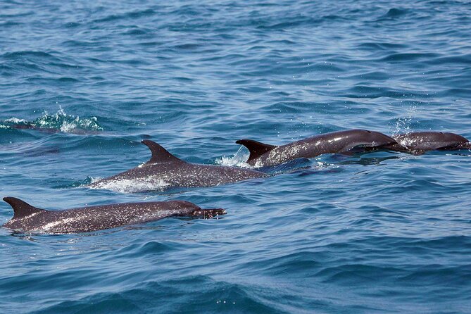 Dolphin & Whale Watching with Marine Biologists - From Marina Chahue to Huatulco National Park: what happens on the water