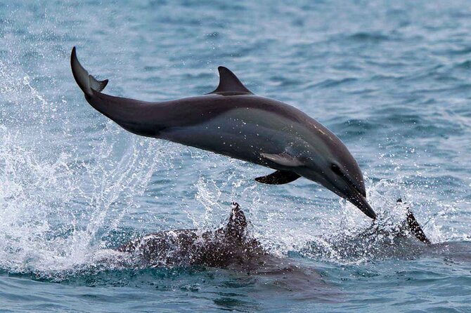 Dolphin & Whale Watching with Marine Biologists - Sightings you can plan around, plus what to accept