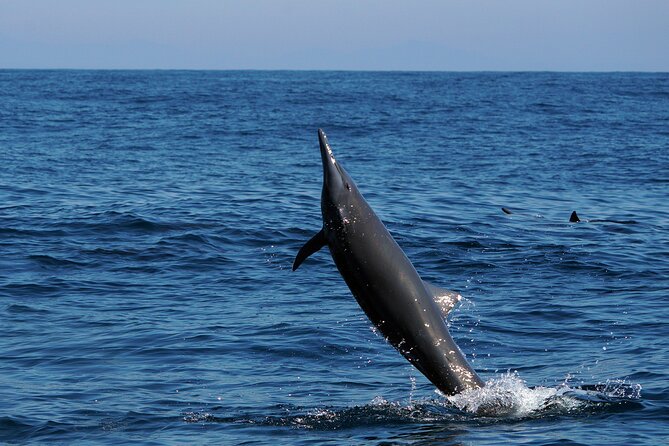 Dolphin & Whale Watching with Marine Biologists - Comfort tips: the boat, the sun, and what to pack