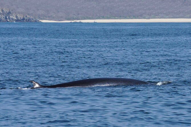 Dolphin & Whale Watching with Marine Biologists - Best for who? And who might want a different tour