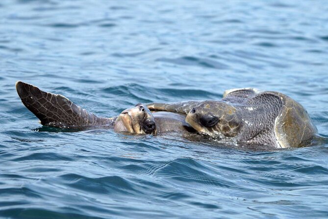 Dolphin & Whale Watching with Marine Biologists - Marine biologists onboard: what you’ll actually do on the boat