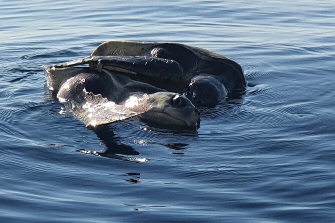 Dolphin & Whale Watching - Price and Value for Puerto Escondido Wildlife Chances