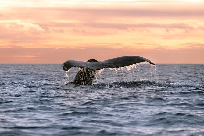 Educational Sunrise Whale Watching with Photos Included - Key Points
