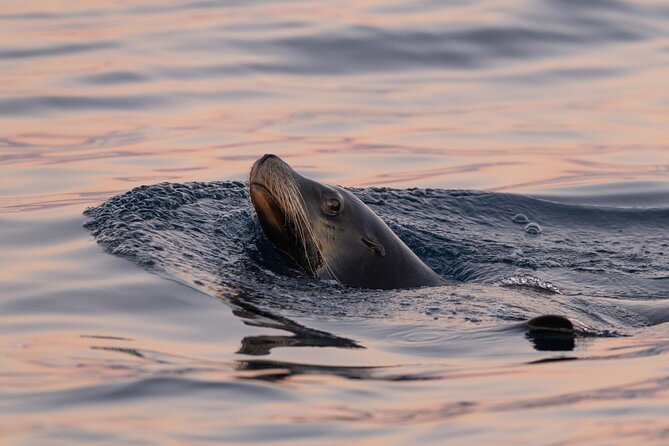 Educational Sunrise Whale Watching with Photos Included - The Return Stops: Lovers Beach, Sea Lions, and the Cabo Arch
