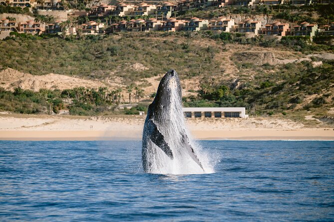 Educational Sunrise Whale Watching with Photos Included - How 3 Hours Feels Like More (Because the Tour Moves with Purpose)
