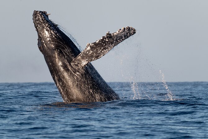 Educational Sunrise Whale Watching with Photos Included - Meeting at Proyecto Cetáceo, Right at 6:00 am