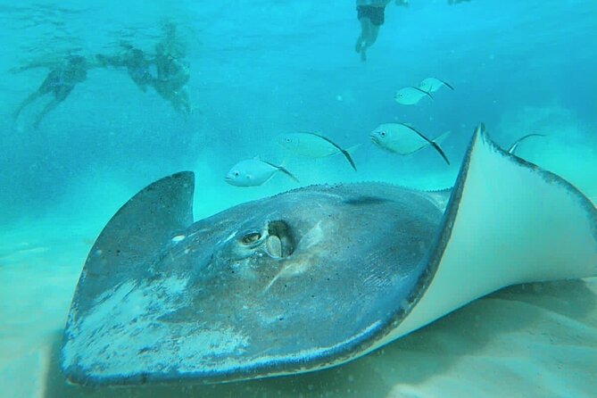 El Cielo Cozumel Snorkel Private Boat + Food + Drinks + Beach - Food and Drinks Right on the Water: Ceviche, Guacamole, Cold Beer
