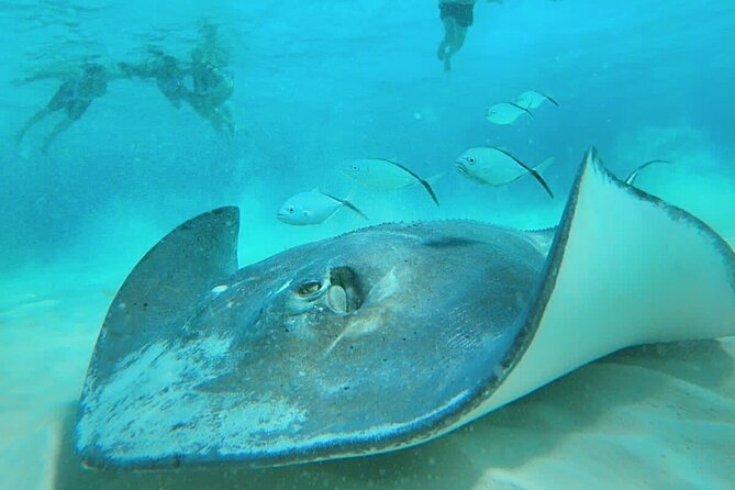 El Cielo Cozumel Snorkel Share Boat + Reefs + Food Drinks + Beach - Where You Start at San Francisco Beach Club, Then Head Straight to Reefs