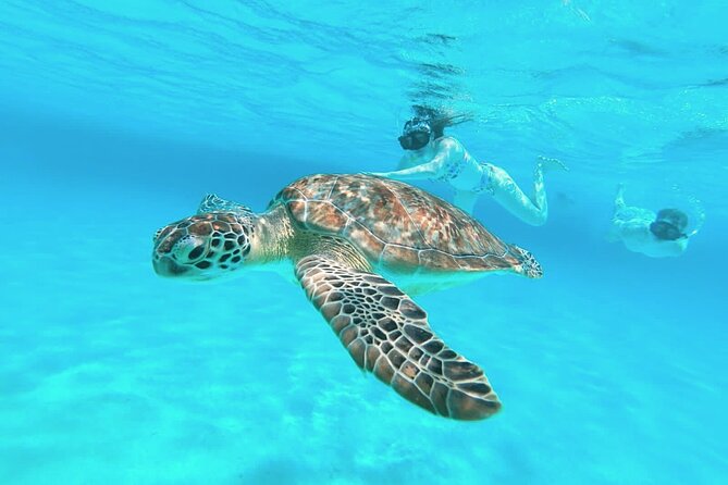 El Cielo Cozumel Snorkel Share Boat + Reefs + Food Drinks + Beach - Colombia Reef: A Short Stop That Still Packs Sea Life Time