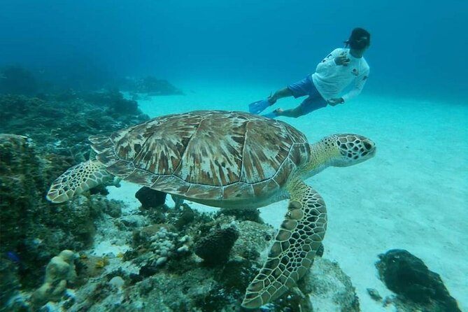 El Cielo Cozumel Snorkel tour by Catamaran - Turtle Bay and Reef Variety: Why More Stops Matter