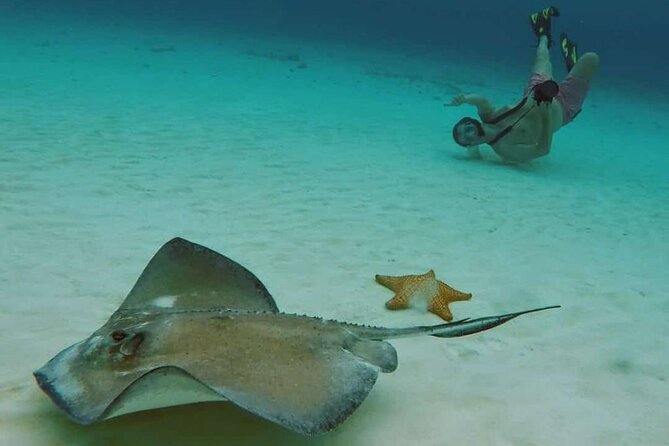 El Cielo Cozumel Snorkel tour by Catamaran - Playa El Cielo: Shallow-Water Snorkeling and Starfish Time