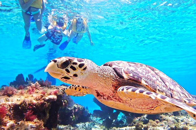 El Cielo Cozumel Snorkeling Tour - All-Inclusive - Stop by stop: what you’ll actually do and what to watch for