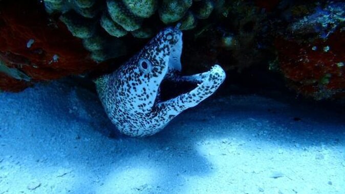 El Cielo Cozumel Snorkeling trip by Catamaran - Key things to know before you go