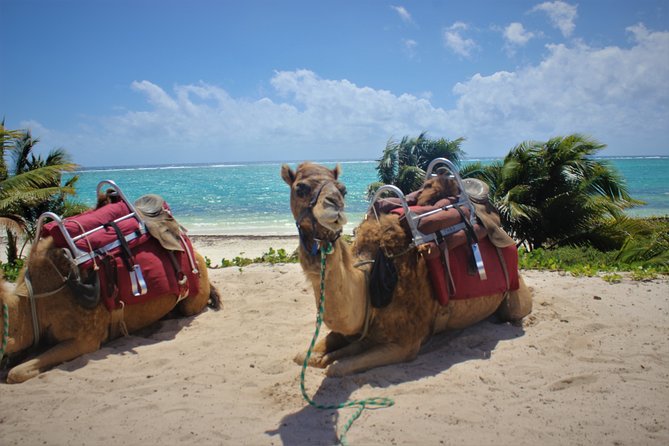 ENJOY UNIQUE CAMEL RIDE in Puerto Morelos with Transportation - The Camel Caravan: 45 Minutes of Jungle-and-Beach Scenery