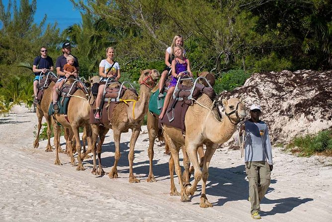 ENJOY UNIQUE CAMEL RIDE in Puerto Morelos with Transportation - Beach Club Time After the Ride, With a Clear Shuttle Window
