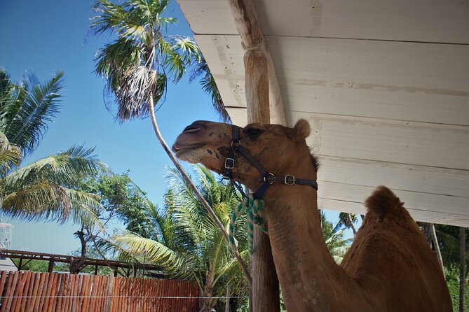 ENJOY UNIQUE CAMEL RIDE in Puerto Morelos with Transportation - Photo Packages and the Phone Rule: Plan Your Memories