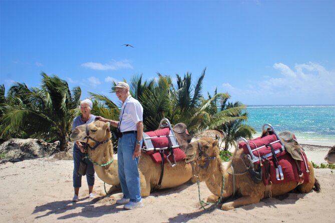 ENJOY UNIQUE CAMEL RIDE in Puerto Morelos with Transportation - Who This Camel Tour Suits, and Who Should Skip It