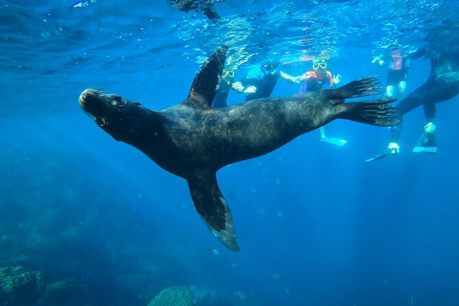 Espiritu Santo Island and sea lions - Espiritu Santo National Park: the archipelago that makes sea lions possible