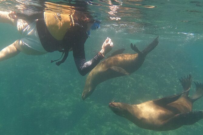 Espiritu Santo Island and sea lions - Isla Espiritu Santo beach time: relaxing plus the crowd factor