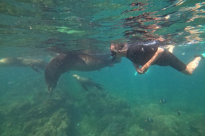 Espiritu Santo Island and sea lions - When to book and what to plan for, based on real conditions