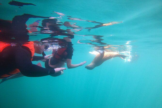 Espiritu Santo Island and sea lions - Sea lion snorkeling: how the experience plays out in the water