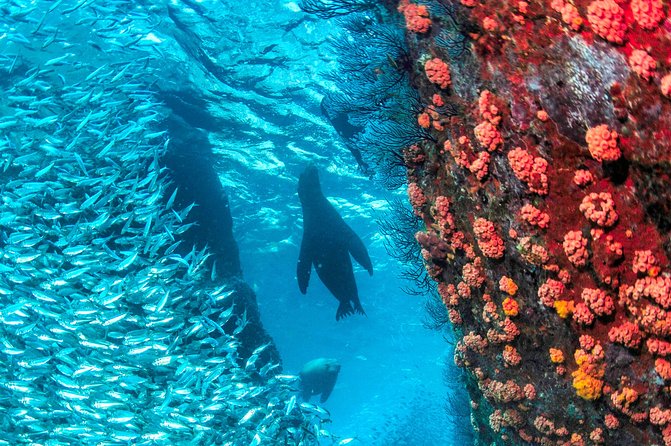 Espiritu Santo Island Snorkel & Sea Lion Adventure - Guides, Small Group Feel, and How the Day Stays Organized