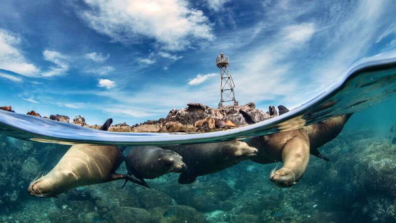 Espiritu Santo Island: Snorkeling Sea Lion Adventure - Key highlights you will actually care about