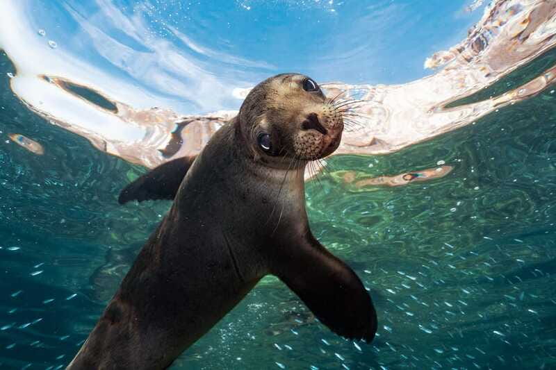 Espiritu Santo Island: Snorkeling Sea Lion Adventure - After snorkeling: how the island lunch stays the highlight, not an afterthought
