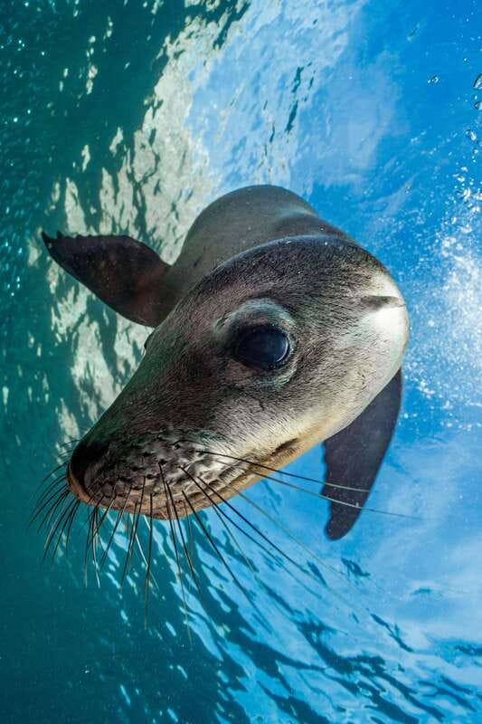 Espiritu Santo Island: Snorkeling Sea Lion Adventure - Wildlife sightings beyond sea lions: dolphins, whales, rays, and island birds