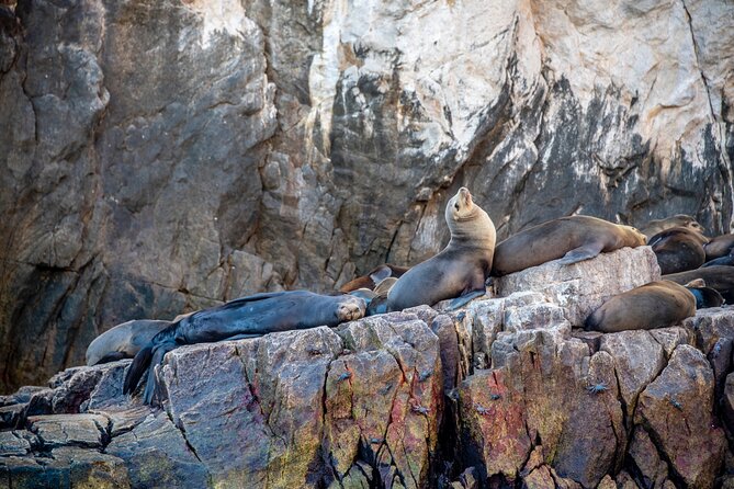 Espiritu Santo Island Tour - San Rafaelito Island and sea lions: short time, big chemistry