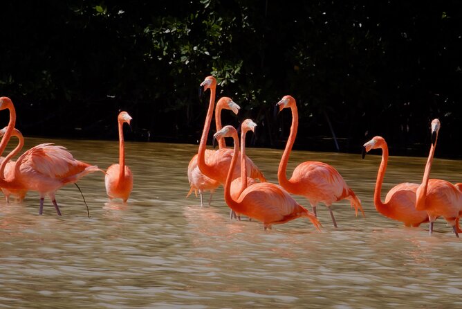 Excursion to Celestun Biosphere and Beach Day from Merida - Ria Celestún boat tour: where the wildlife actually happens