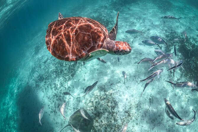 Exotik half a day tour: Cenote Cave and Swimming with Sea Turtles - Guides, Group Size, and the Small Details That Make It Feel Less Rushed