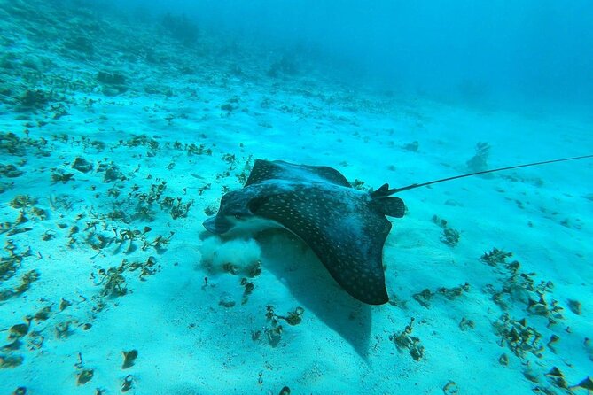 Experience Guided Snorkeling in Costa Maya - Key highlights worth planning around