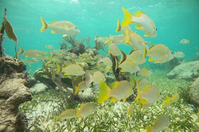 Experience Guided Snorkeling in Costa Maya - Your guide matters: small group care and the photo attention