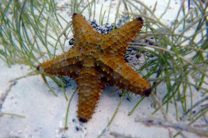 Experience Guided Snorkeling in Costa Maya - Getting to the meeting point, especially from a cruise port