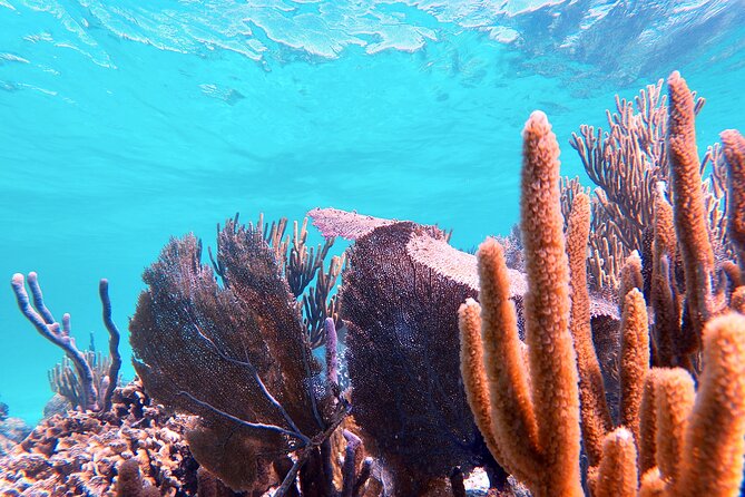 Experience Guided Snorkeling in Costa Maya - What conditions and timing can change during your tour