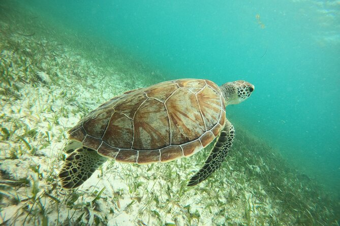 Experience Guided Snorkeling in Costa Maya - The 90 minutes: what happens from dock to reef and back