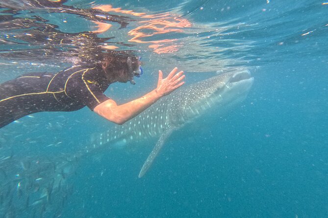 Experiences with whale sharks in La Paz - Key takeaways before you book