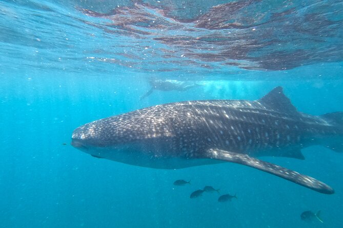 Experiences with whale sharks in La Paz - La Paz Bay whale sharks, in real terms