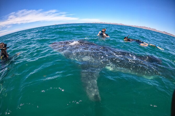 Experiences with whale sharks in La Paz - The boat ride out: comfort, waves, and motion sickness