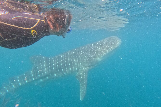 Experiences with whale sharks in La Paz - Gear and swim prep: what you actually use in the water