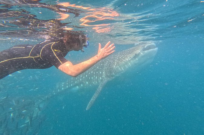 Experiences with whale sharks in La Paz - Finding whale sharks: what success looks like