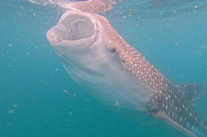 Experiences with whale sharks in La Paz - How the guides keep it safe and fun