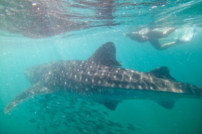 Experiences with whale sharks in La Paz - The physical side: moderate fitness, strong swimming, and rough water