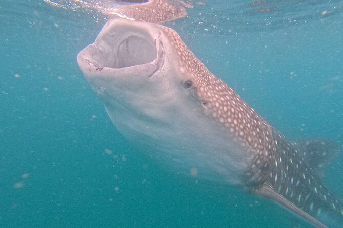 Experiences with whale sharks in La Paz - Getting to Marina de La Paz, and what “on time” really means