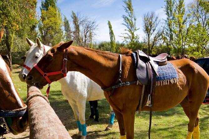 Extreme Horses Adventure with ATV, Ziplines & Cenote - The Mayan cenote swim: how to plan for the water moment